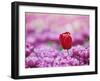 Tulip (Tulipa), Alkmaar, Netherlands (Holland), Europe-Thorsten Milse-Framed Photographic Print