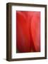 Tulip, Tulipa, Blossom-Andreas Keil-Framed Photographic Print