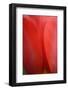 Tulip, Tulipa, Blossom-Andreas Keil-Framed Photographic Print