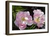 Tulip (Tulipa Sp.)-Dr. Keith Wheeler-Framed Photographic Print