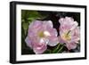 Tulip (Tulipa Sp.)-Dr. Keith Wheeler-Framed Photographic Print