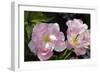 Tulip (Tulipa Sp.)-Dr. Keith Wheeler-Framed Photographic Print