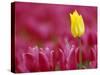 Tulip, Tulipa Species, Alkmaar, Netherland-Thorsten Milse-Stretched Canvas