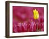 Tulip, Tulipa Species, Alkmaar, Netherland-Thorsten Milse-Framed Photographic Print