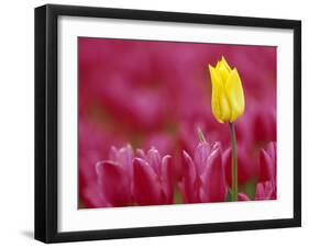 Tulip, Tulipa Species, Alkmaar, Netherland-Thorsten Milse-Framed Photographic Print