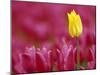 Tulip, Tulipa Species, Alkmaar, Netherland-Thorsten Milse-Mounted Photographic Print