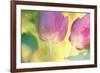 Tulip Twirl-Karin Connolly-Framed Art Print