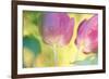 Tulip Twirl-Karin Connolly-Framed Art Print