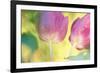 Tulip Twirl-Karin Connolly-Framed Art Print