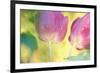 Tulip Twirl-Karin Connolly-Framed Art Print