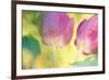 Tulip Twirl-Karin Connolly-Framed Art Print