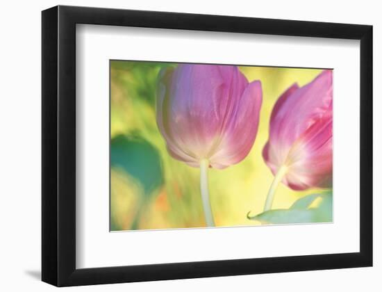 Tulip Twirl-Karin Connolly-Framed Art Print