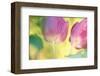 Tulip Twirl-Karin Connolly-Framed Art Print