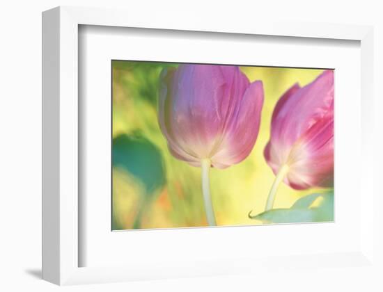 Tulip Twirl-Karin Connolly-Framed Art Print