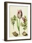 Tulip, two Branches of Myrtle and two Shells, c.1700-Maria Sibylla Graff Merian-Framed Giclee Print
