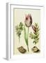 Tulip, two Branches of Myrtle and two Shells, c.1700-Maria Sibylla Graff Merian-Framed Giclee Print