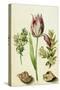 Tulip, two Branches of Myrtle and two Shells, c.1700-Maria Sibylla Graff Merian-Stretched Canvas