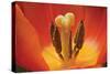 Tulip Up Close I-Lee Peterson-Stretched Canvas