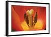 Tulip Up Close I-Lee Peterson-Framed Photographic Print
