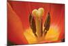 Tulip Up Close I-Lee Peterson-Mounted Photographic Print