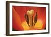 Tulip Up Close I-Lee Peterson-Framed Photographic Print