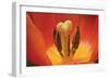 Tulip Up Close I-Lee Peterson-Framed Photographic Print