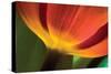 Tulip Up Close II-Lee Peterson-Stretched Canvas