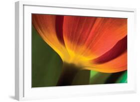 Tulip Up Close II-Lee Peterson-Framed Photographic Print