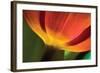 Tulip Up Close II-Lee Peterson-Framed Photographic Print