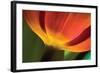 Tulip Up Close II-Lee Peterson-Framed Photographic Print