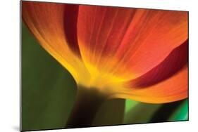 Tulip Up Close II-Lee Peterson-Mounted Photographic Print