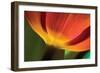 Tulip Up Close II-Lee Peterson-Framed Photographic Print