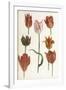 Tulip Varieties I-The Vintage Collection-Framed Giclee Print