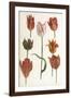 Tulip Varieties I-The Vintage Collection-Framed Giclee Print