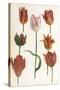 Tulip Varieties I-The Vintage Collection-Stretched Canvas