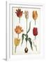 Tulip Varieties II-The Vintage Collection-Framed Giclee Print