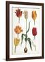 Tulip Varieties II-The Vintage Collection-Framed Giclee Print