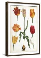 Tulip Varieties II-The Vintage Collection-Framed Giclee Print