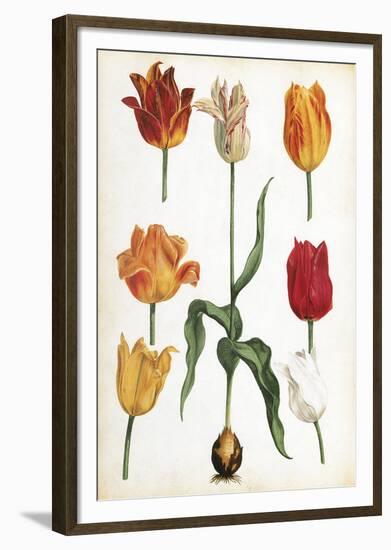 Tulip Varieties II-The Vintage Collection-Framed Giclee Print