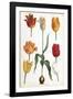 Tulip Varieties II-The Vintage Collection-Framed Giclee Print