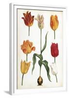 Tulip Varieties II-The Vintage Collection-Framed Giclee Print