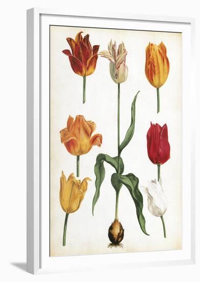 Tulip Varieties II-The Vintage Collection-Framed Giclee Print