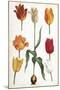 Tulip Varieties II-The Vintage Collection-Mounted Giclee Print