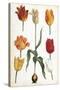 Tulip Varieties II-The Vintage Collection-Stretched Canvas