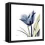 Tulip Whisper-Albert Koetsier-Framed Stretched Canvas