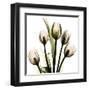 Tulip With Green-Albert Koetsier-Framed Art Print