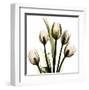 Tulip With Green-Albert Koetsier-Framed Art Print