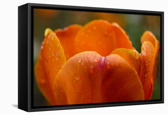 Tulip with Water Droplets-Matt Freedman-Framed Stretched Canvas