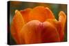 Tulip with Water Droplets-Matt Freedman-Stretched Canvas