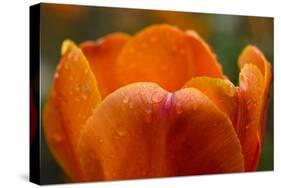 Tulip with Water Droplets-Matt Freedman-Stretched Canvas